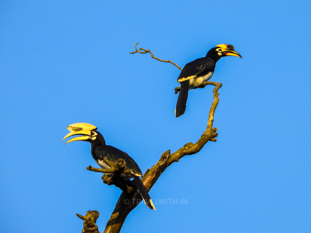 Rajaji-national-park-pied-hornbills-jeep-safari-travelwith