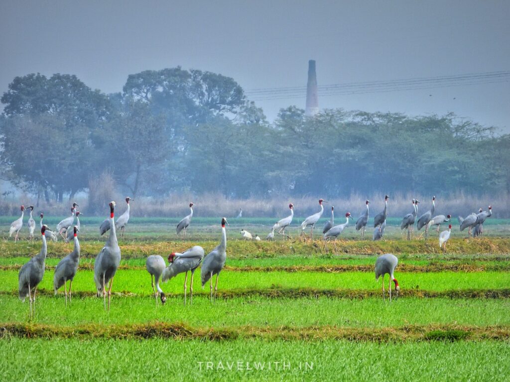 agra-beyond-taj-birdwatching-sarus-cranes-wetland-migratory-birds-travelwith