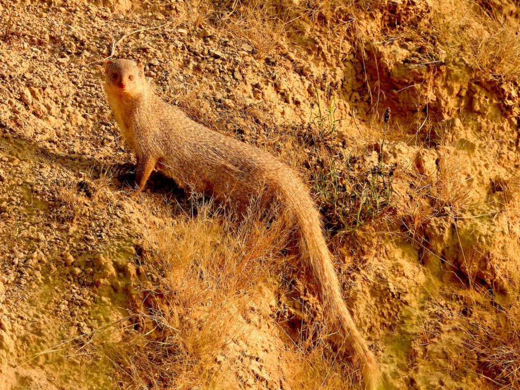 agra-beyond-taj-chambal-ravine-walk-wildlife-sightings-indian-mongoose-travelwith
