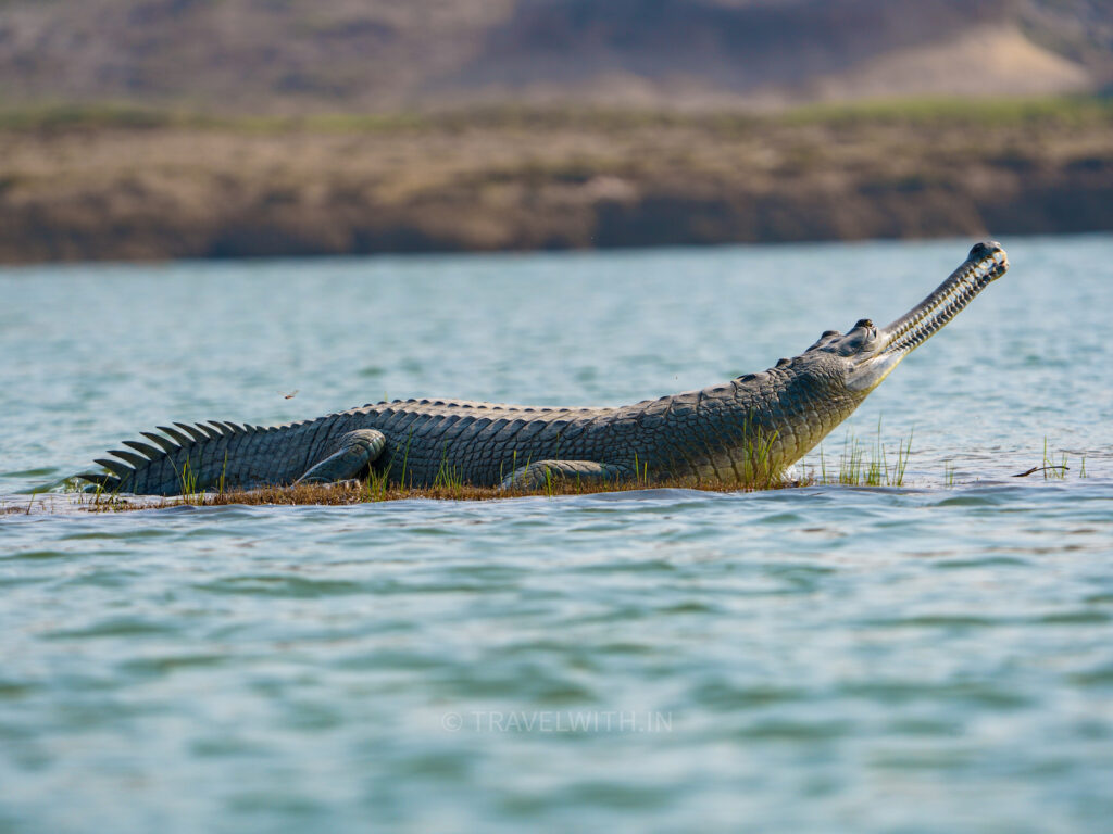 agra-beyond-taj-chambal-river-safari-gharial-crocodile-travelwith