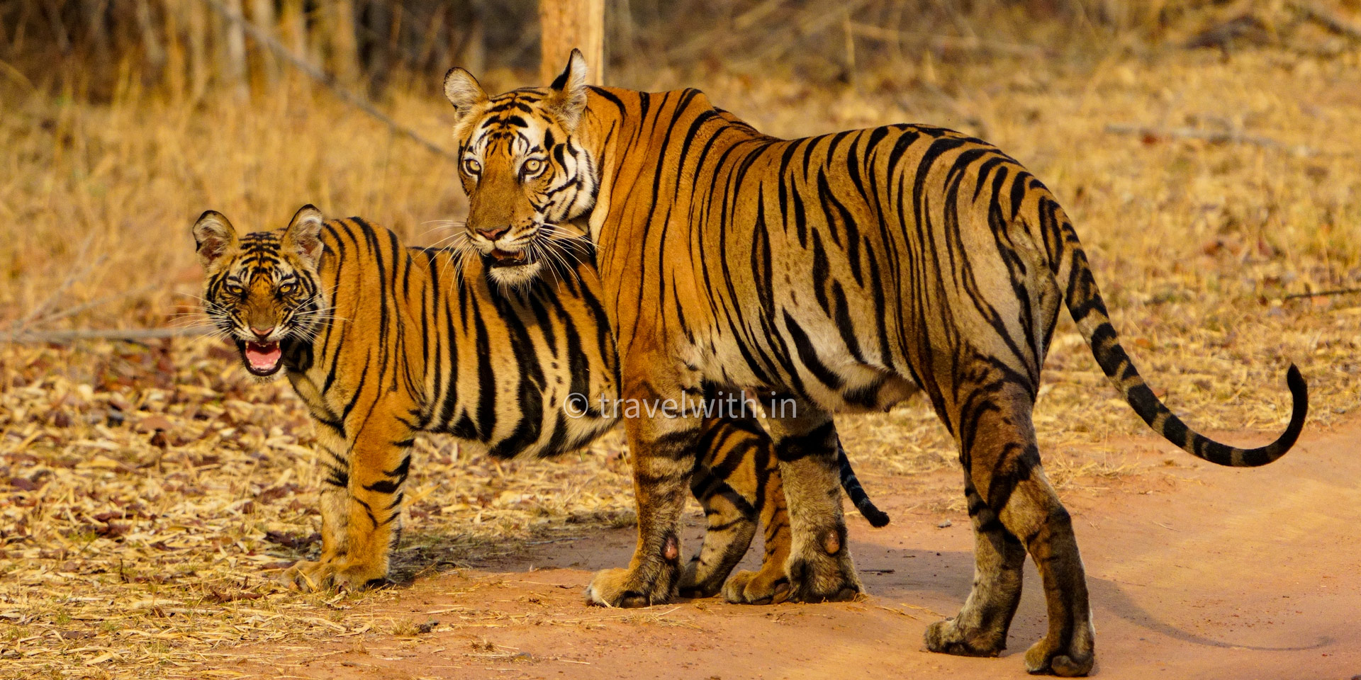 bandhavgarh-national-park-tiger-with-cubs-jeep-safari-guided-tour-travelwith