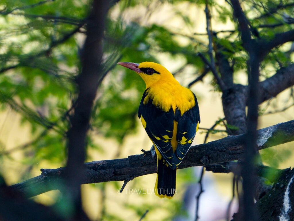 bharatpur-bird-sanctuary-birdwatching-golden-oriole-travelwith