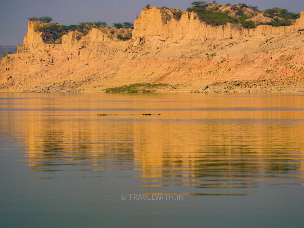 chambal-river-safari-gharial-male-landscape-ravines-sunset-travelwith