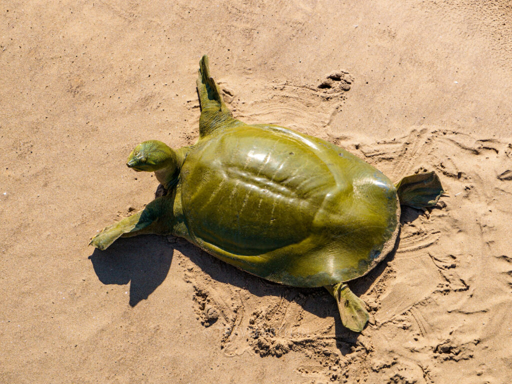 chambal-river-safari-massive-indian-softshell-turtle-aerial-view-travelwith