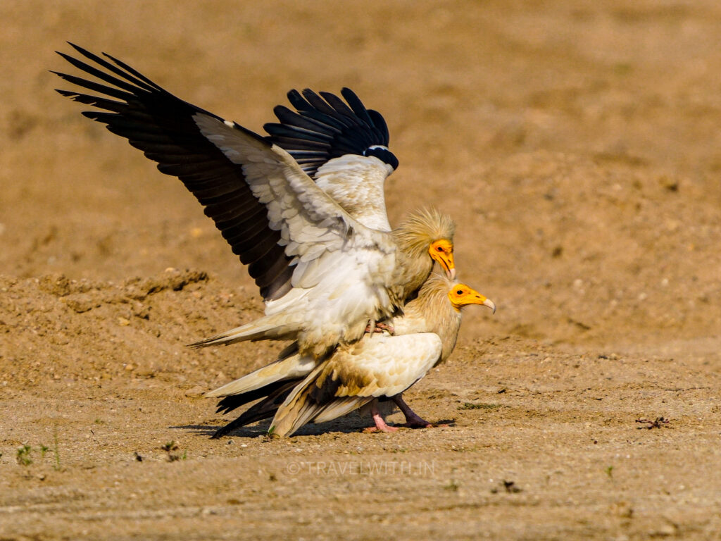 chambal-river-safari-mating-egyptian-vultures-birdwatching-tour-travelwith