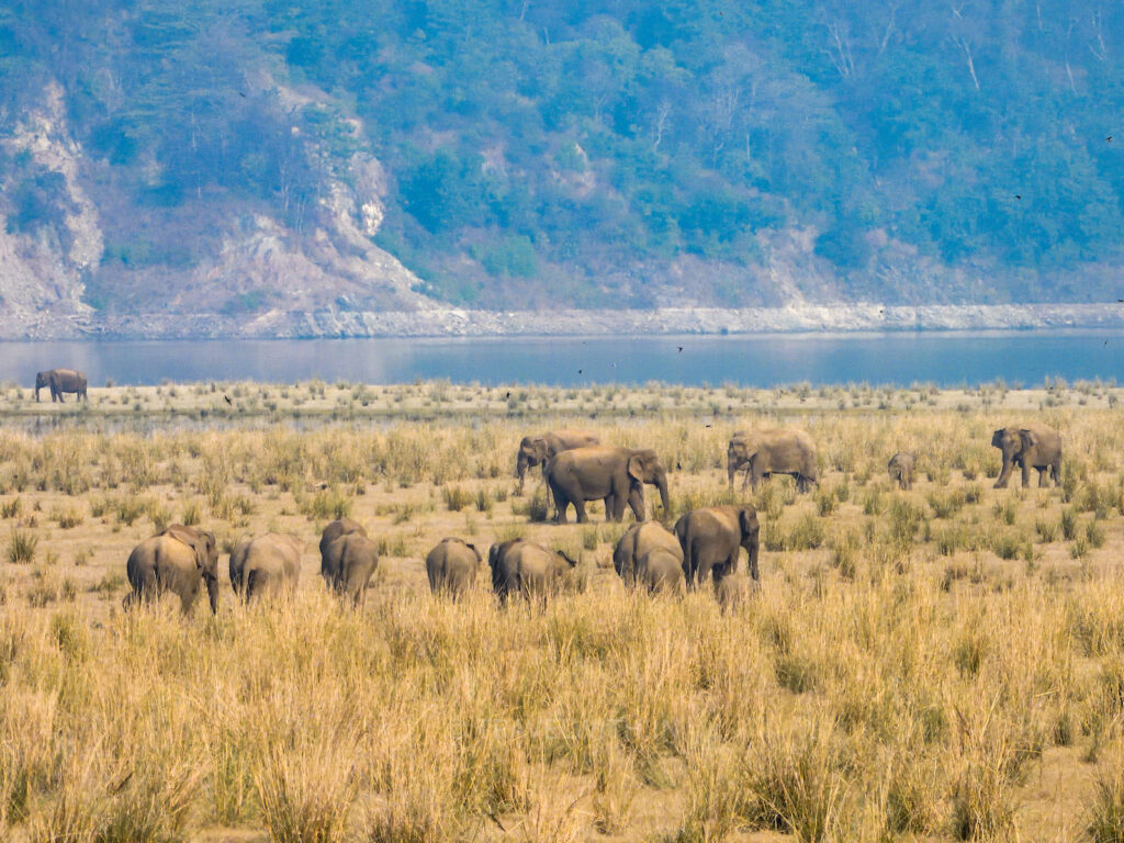 corbett-national-park-dhikala-grasslands-elephants-travelwith
