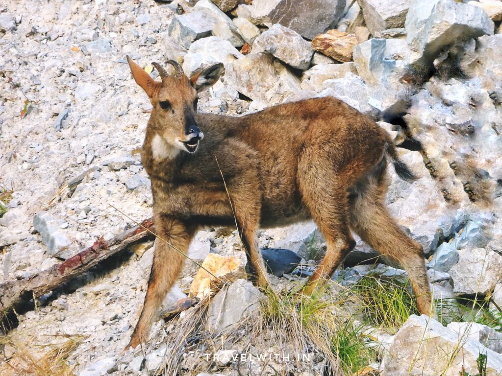 corbett-national-park-ghoral-deer-sighting-travelwith