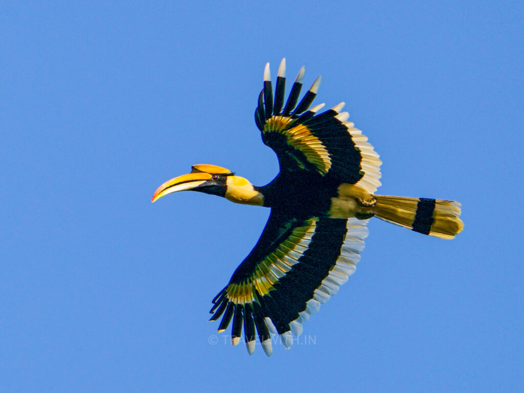 corbett-national-park-great-indian-hornbill-flight-travelwith
