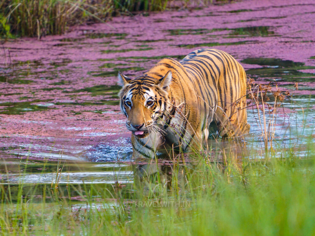 dudhwa-kishanpur-national-park-beldanda-female-tiger-sighting-travelwith
