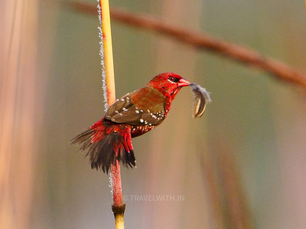 dudhwa-kishanpur-national-park-red-munia-bird-photo-tours-travelwith