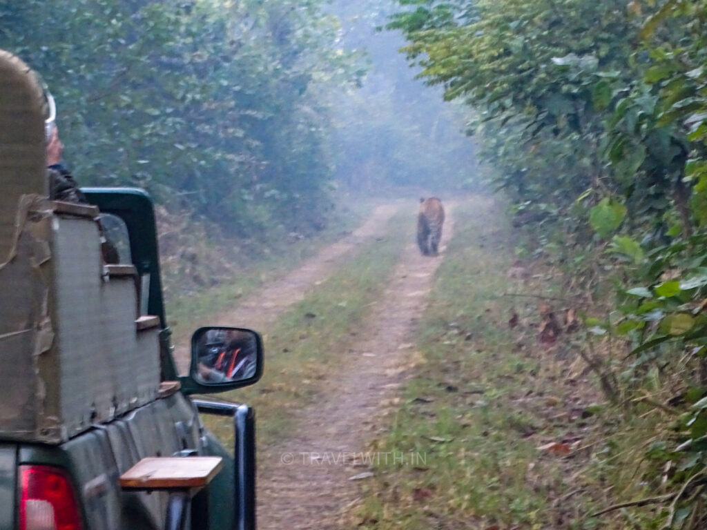 dudhwa-national-park-jeep-safari-tiger-sighting-travelwith