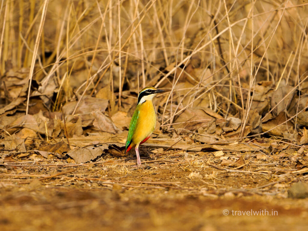 gir-national-park-indian-pitta-travelwith