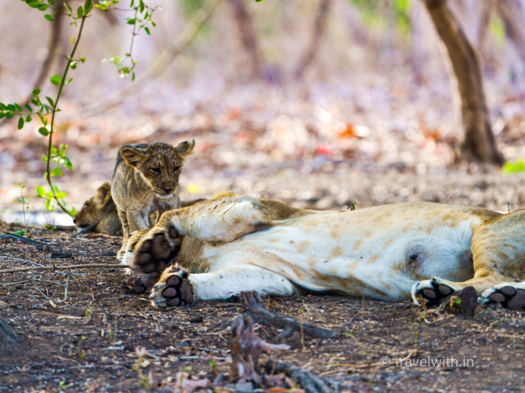 gir-national-park-lion-mother-cub-travelwith