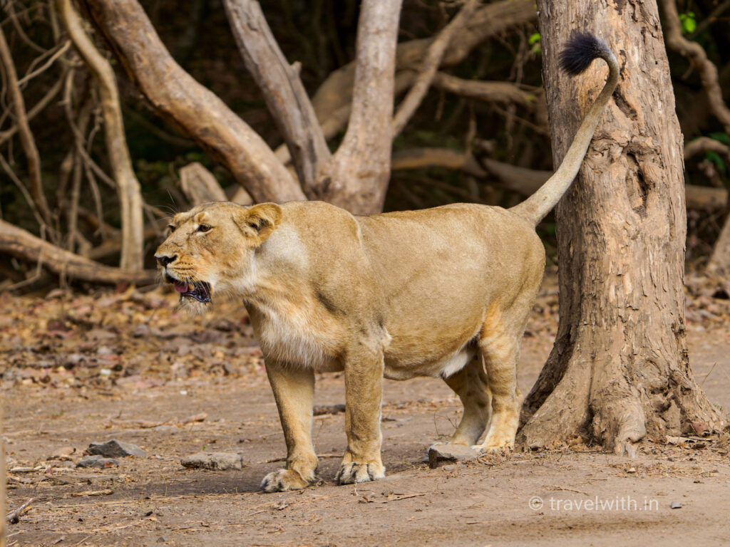 gir-national-park-lioness-marking-territory-travelwith