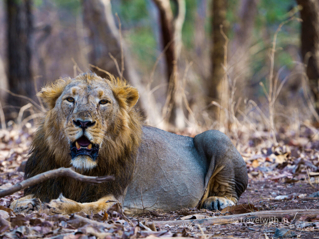 gir-national-park-male-asiatic-lion-travelwith