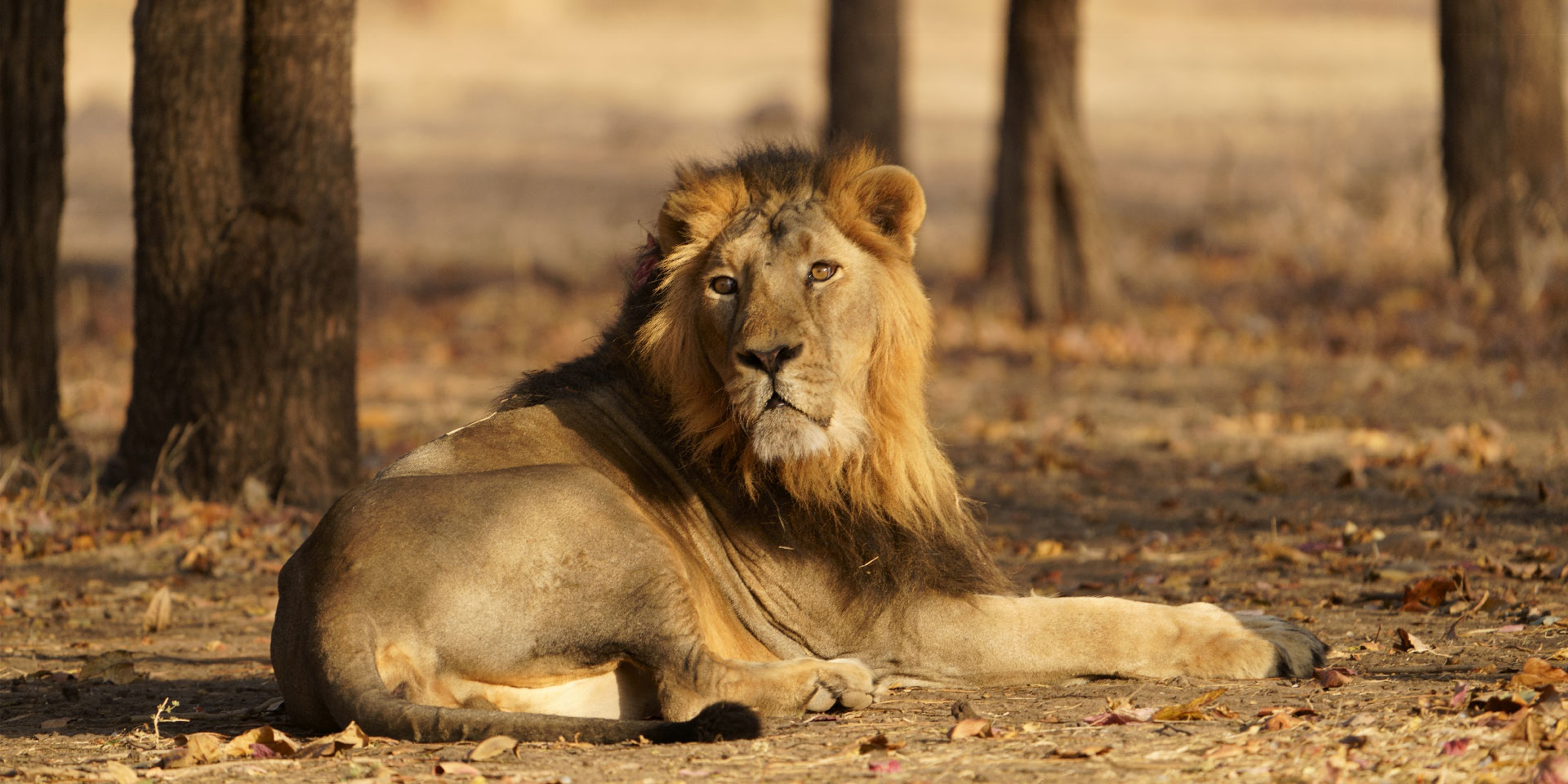 gir-national-park-male-lion-jeep-safari-travelwith