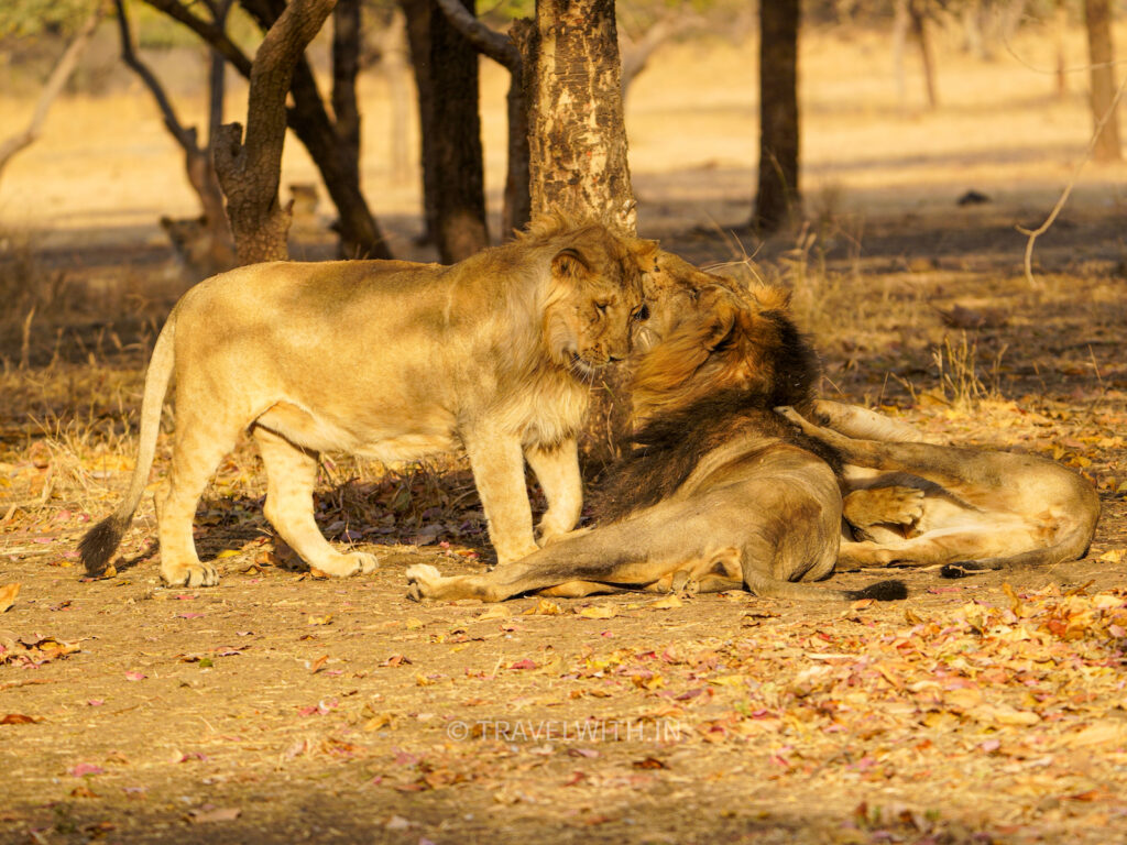 gir-national-park-pride-of-lions-travelwith