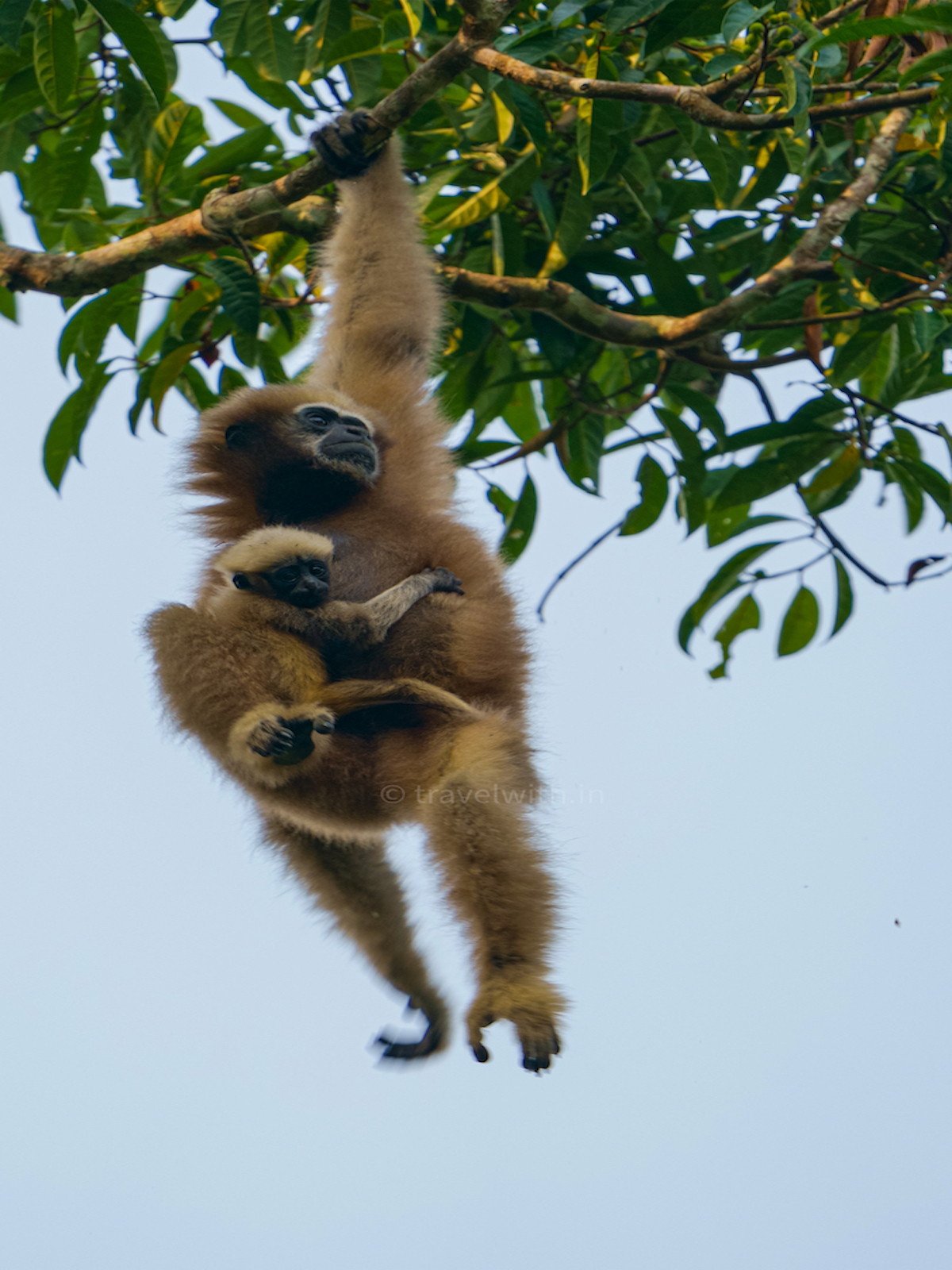 hoollongapar-gibbon-sanctuary-hoolock-gibbon-family-travelwith