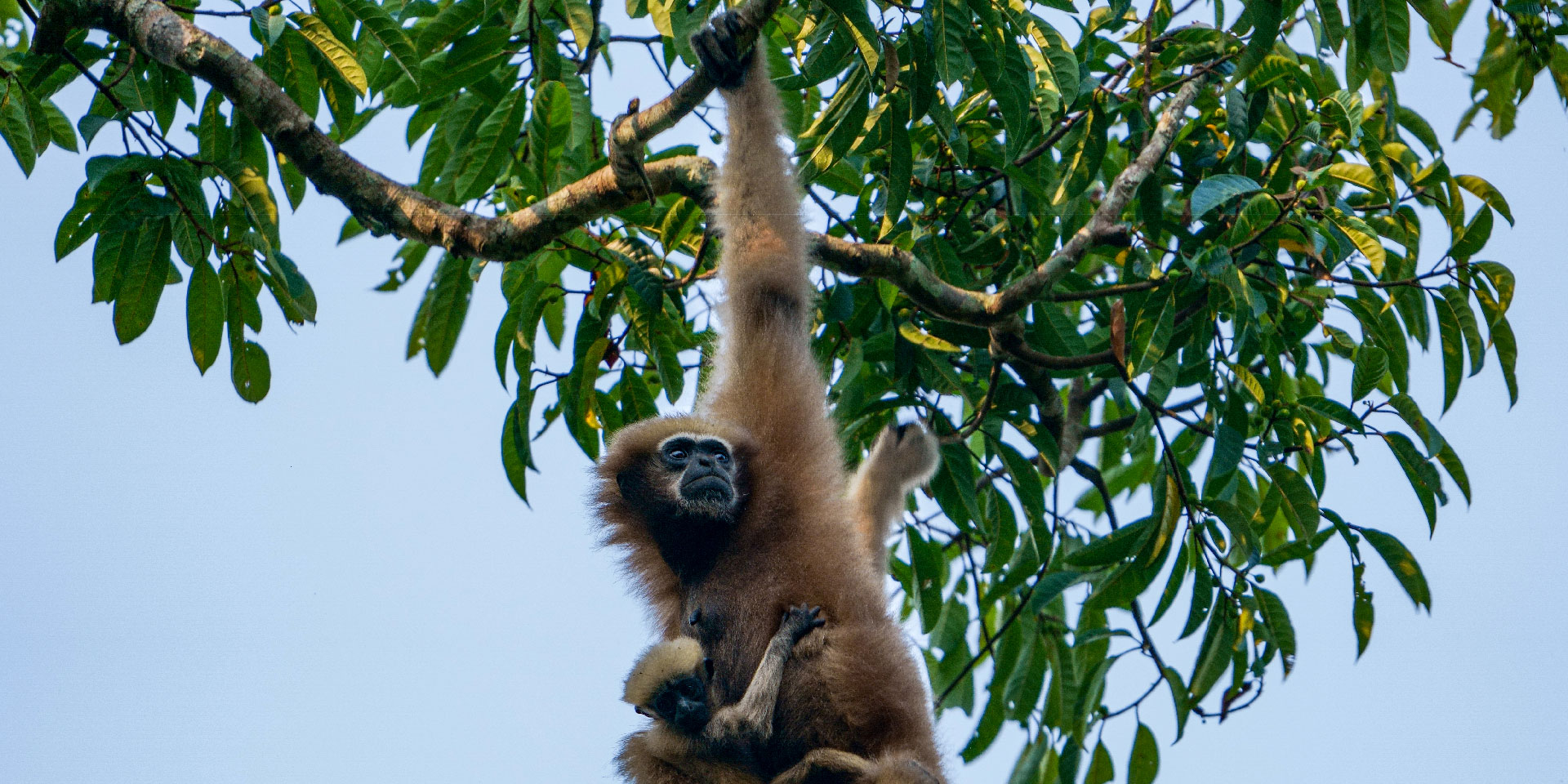 hoollongapar-gibbon-sanctuary-mother-with-baby-travelwith