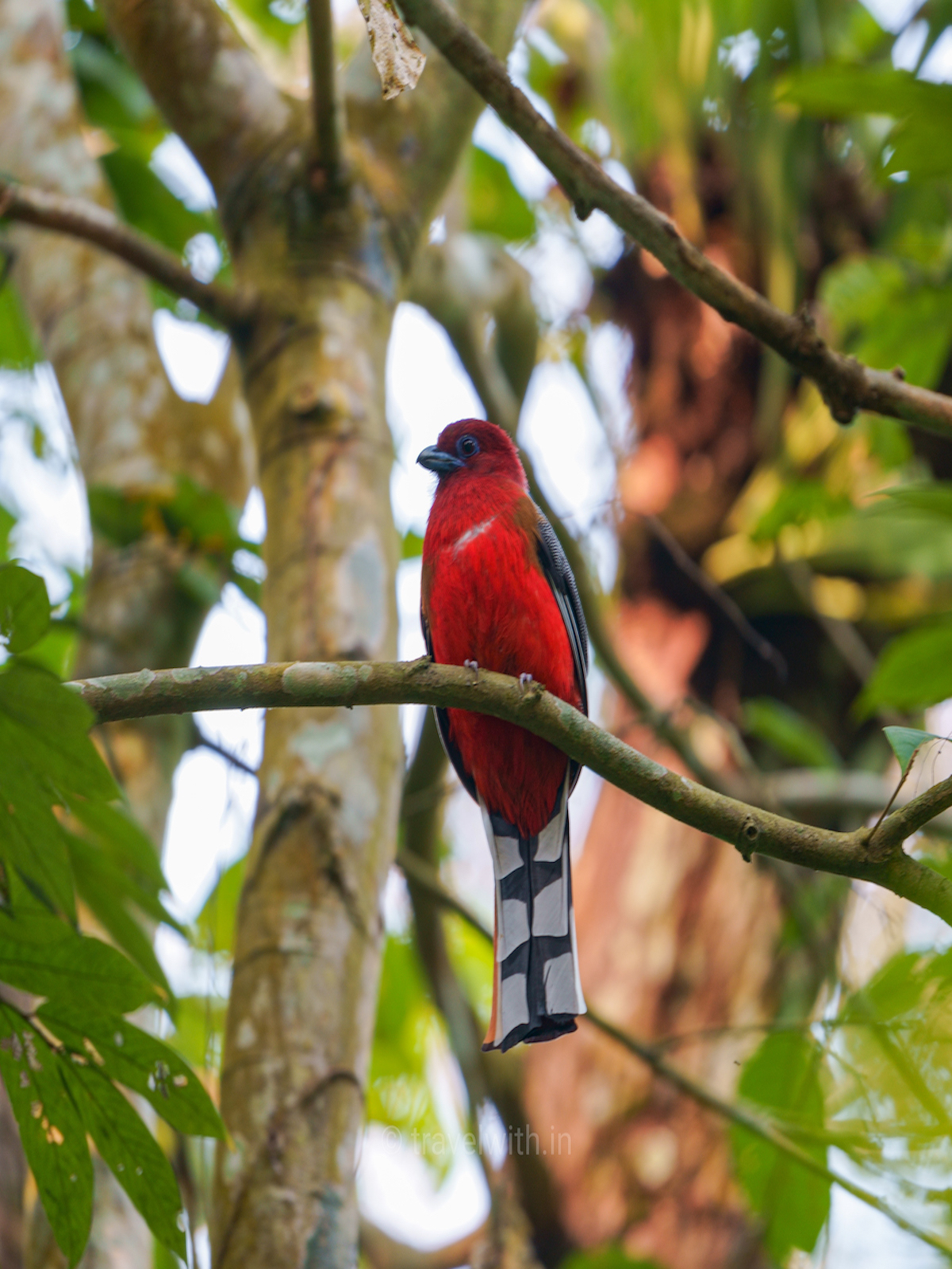 hoollongapar-gibbon-sanctuary-red-headed-trogon-travelwith