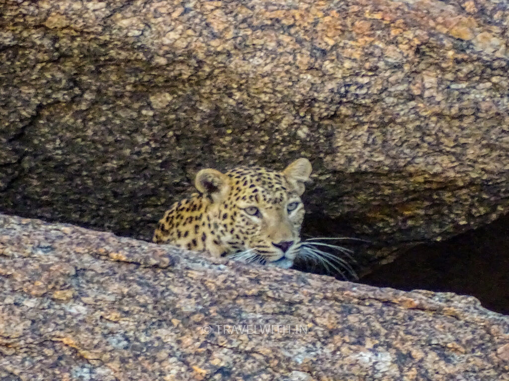 jawai-bera-leopard-safari-travelwith