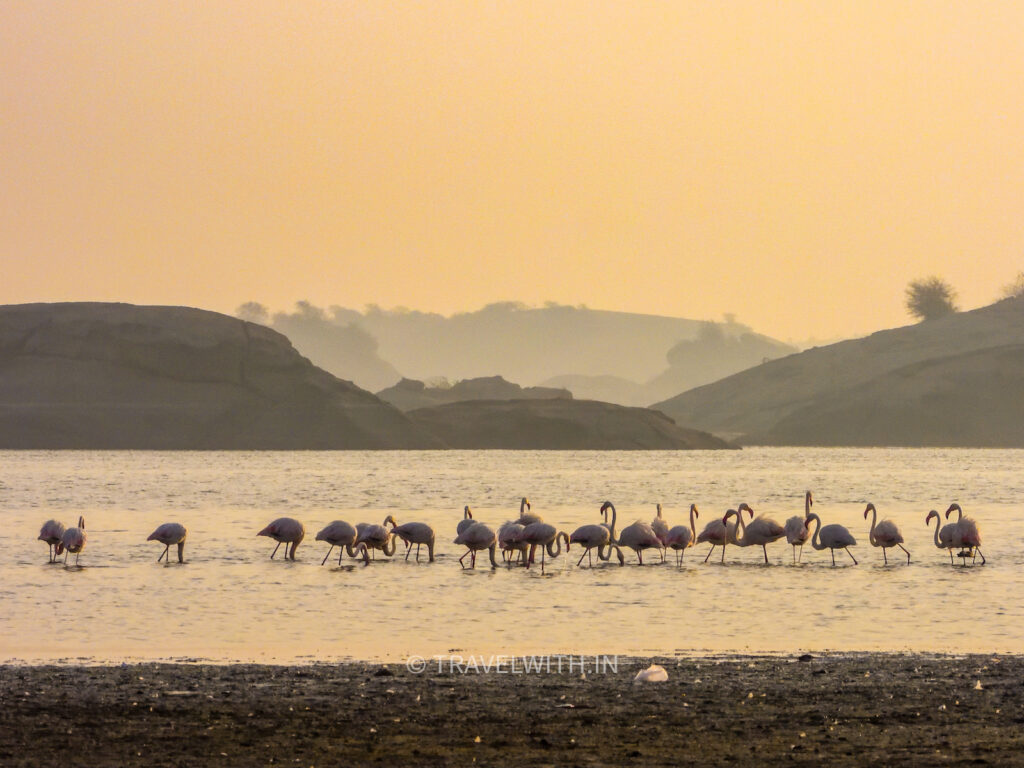 jawai-dam-flamingos-birdwatching-travelwith