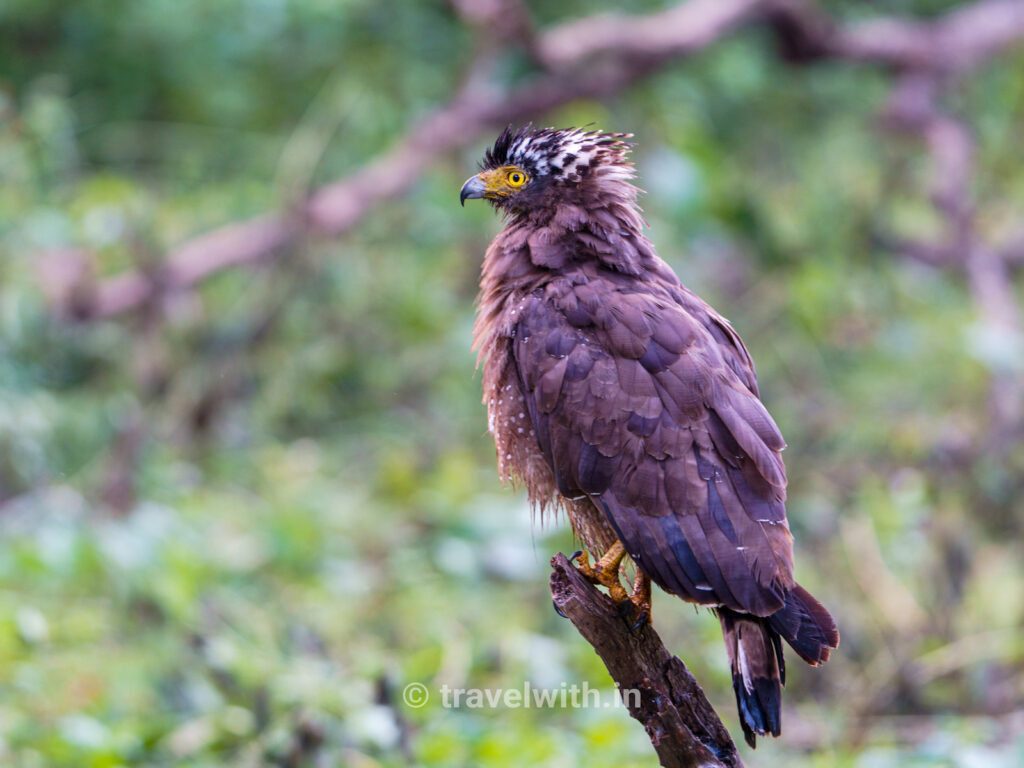 kabini-crested-serpent-eagle-birdwatching-travelwith.in