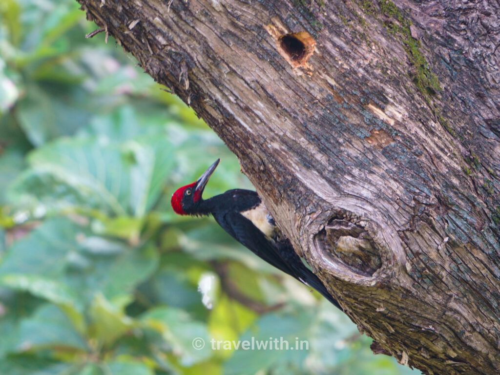 kabini-white-bellied-woodpecker-travelwith