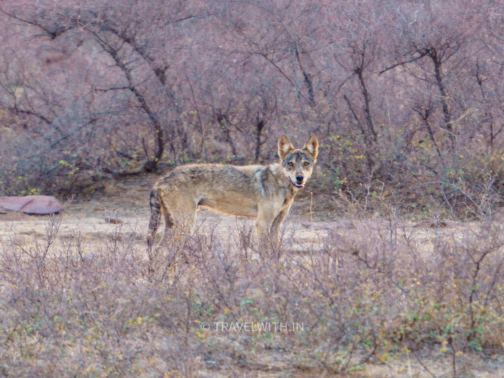 kaila-devi-wilderness-drive-wolf-sighting-travelwith