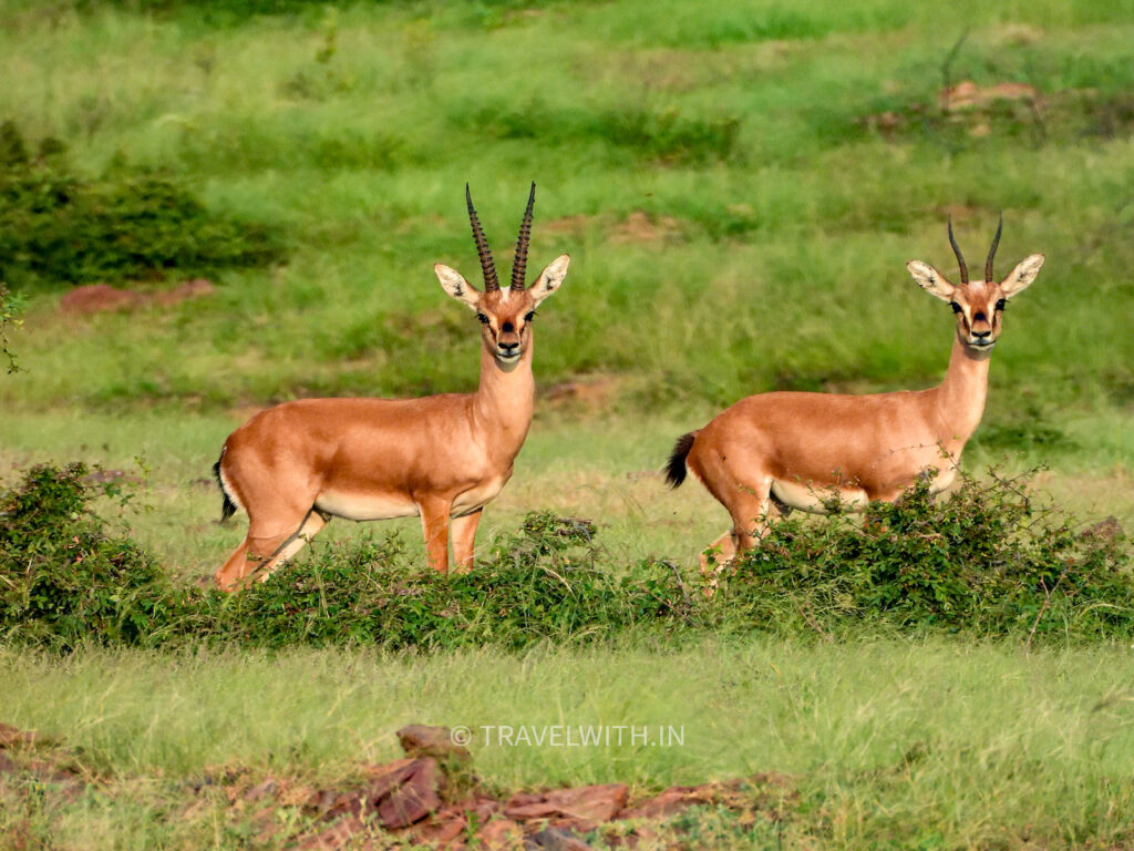kaila-devi-wildlife-sanctuary-chinkara-wilderness-drive-travelwith