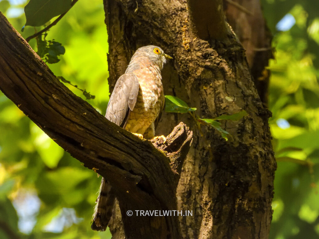 kanha-national-park-common-hawk-cuckoo-birdwatching-travelwith