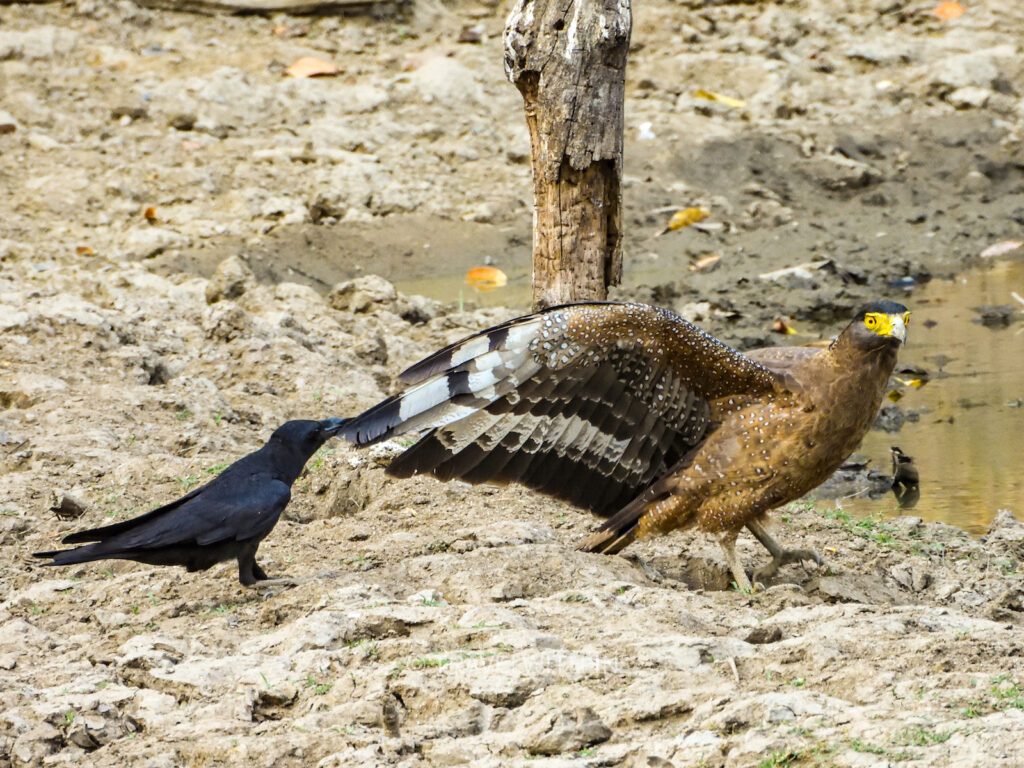 kanha-national-park-crested-serpent-eagle-mobbed-travelwith