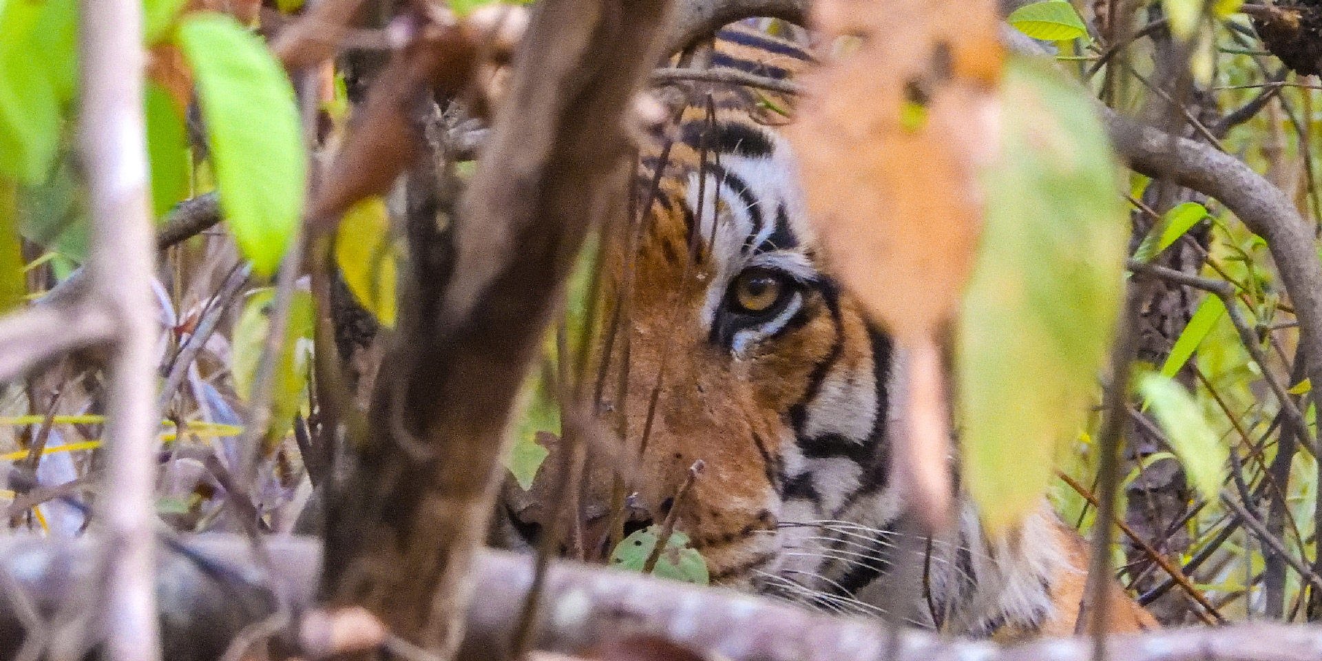 kanha-national-park-eye-of-the-tiger-travelwith