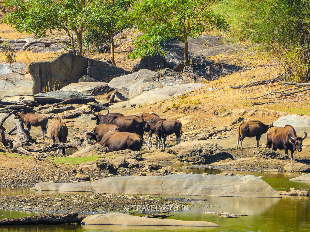 kanha-national-park-indian-bison-gaur-travelwith