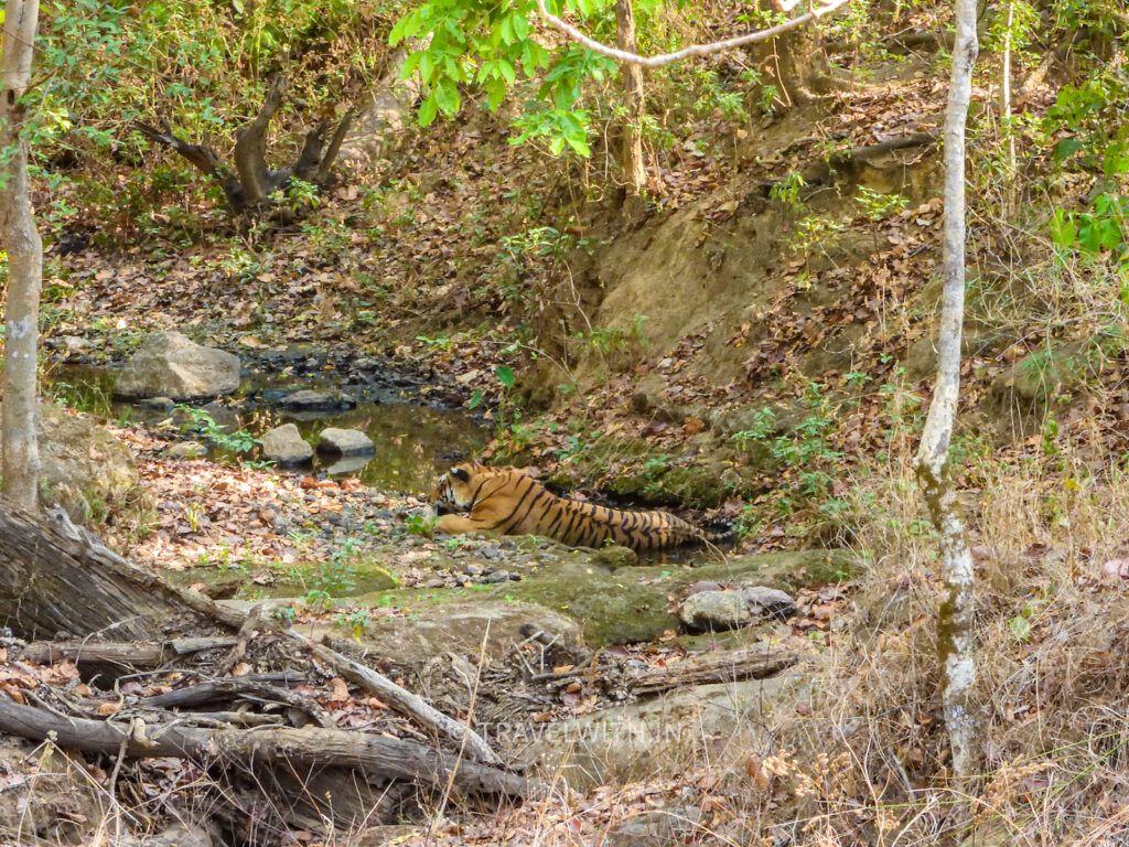kanha-national-park-tiger-in-habitat-travelwith