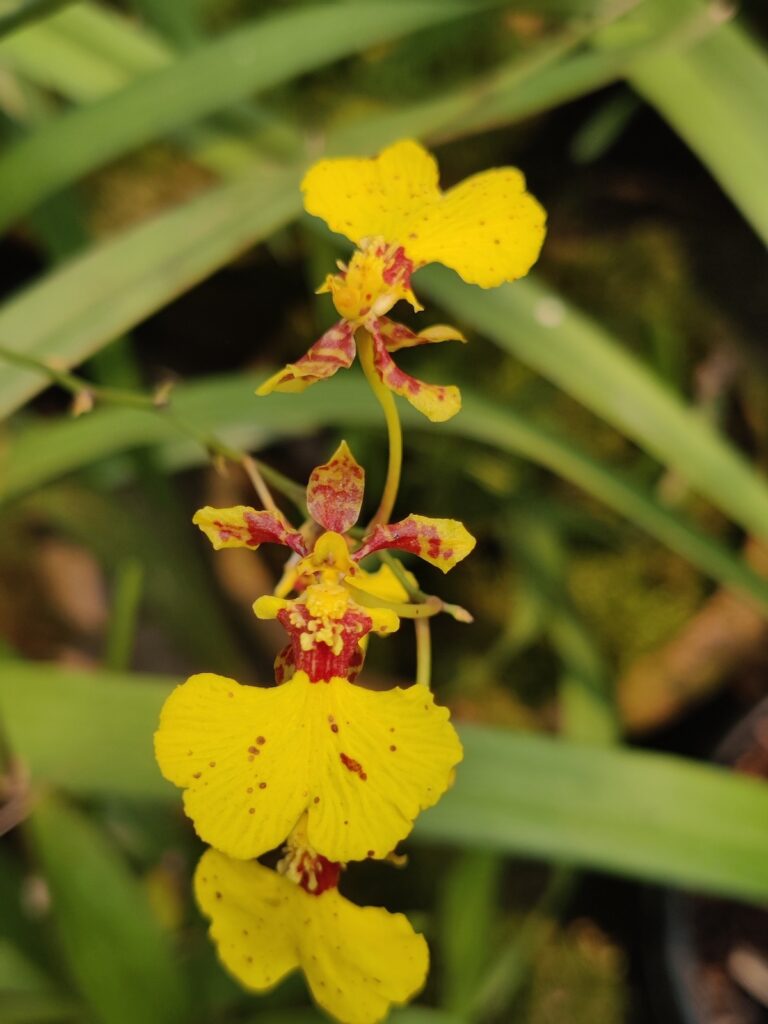 kaziranga-biodiversity-park-orchid-travelwith