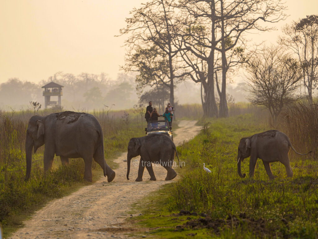 kaziranga-elephants-travelwith