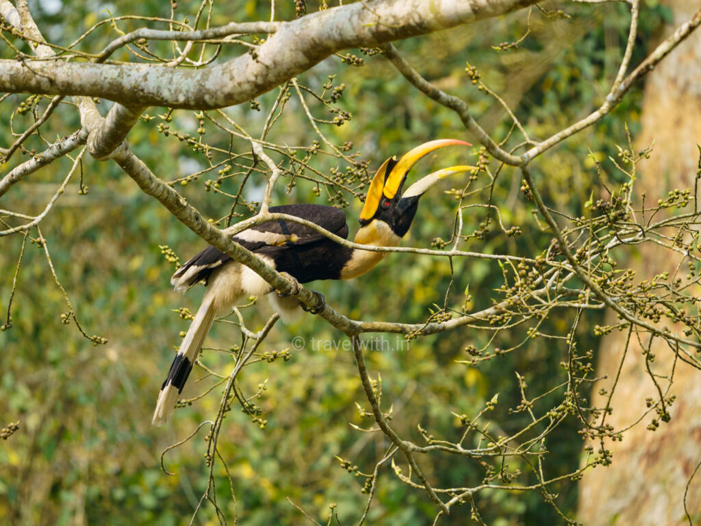 kaziranga-great-indian-hornbill-birding-travelwith