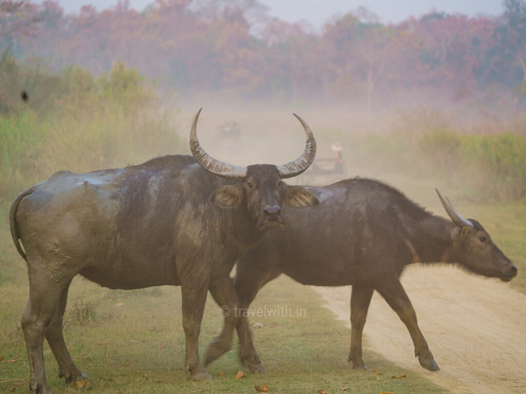 kaziranga-wild-buffalo-travelwith