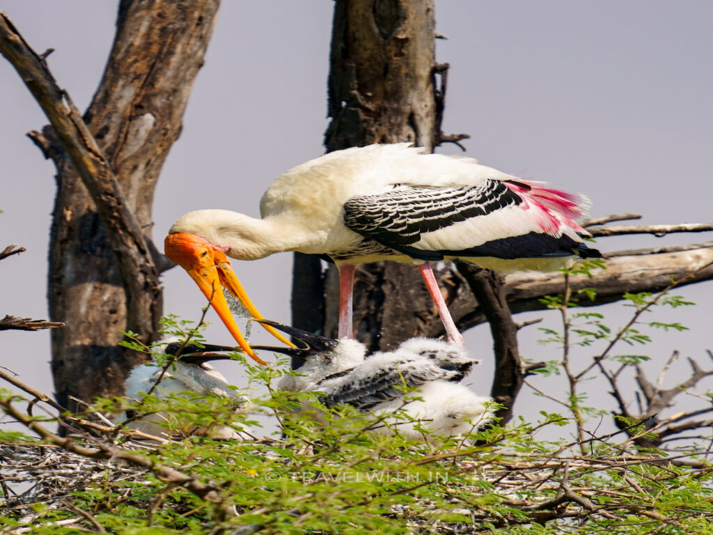 keoladeo-national-park-bharatpur-painted-stork-pouring-water-on-chicks-travelwith