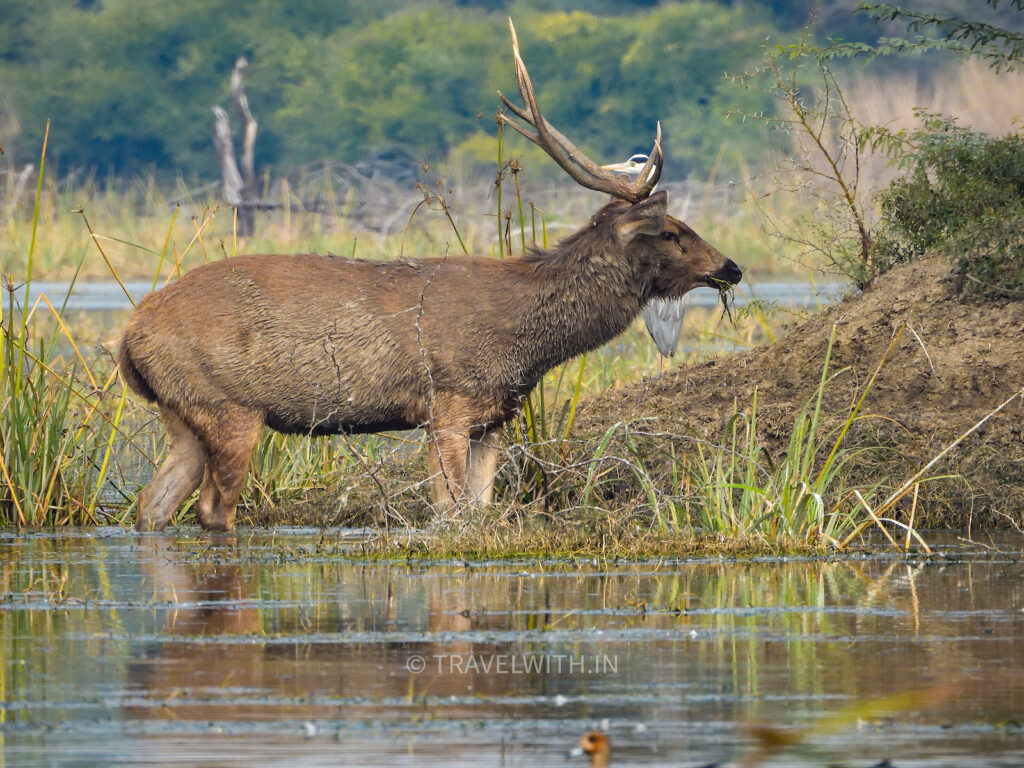 keoladeo-national-park-ghana-bharatpur-sambhar-deer-travelwith
