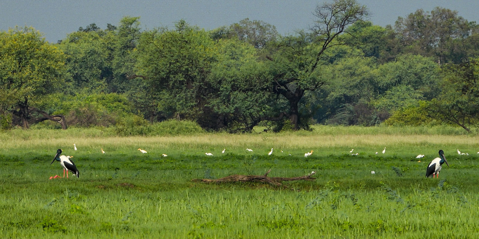 keoladeo-national-park-keoladeo-bharatpur-bird-sanctuary-marshes-black-necked-stork-travelwith
