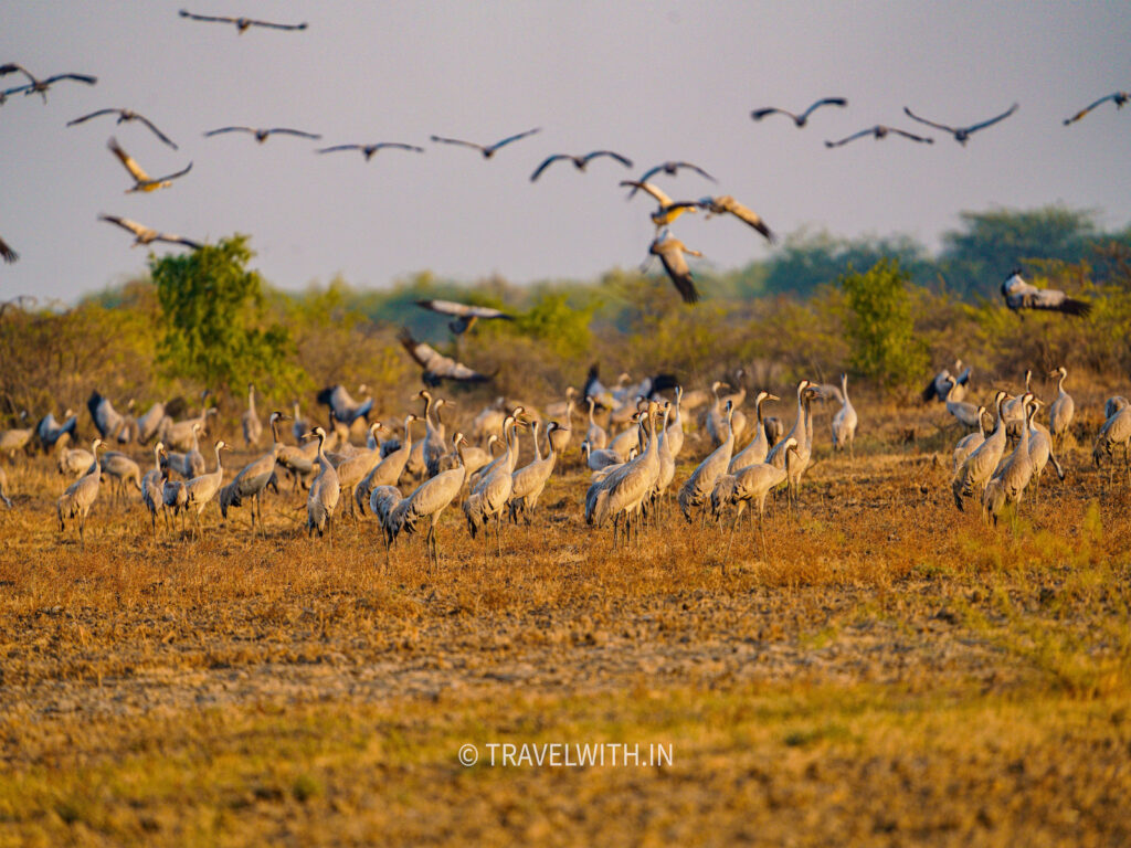 little-rann-of-kutch-common-cranes-travelwith