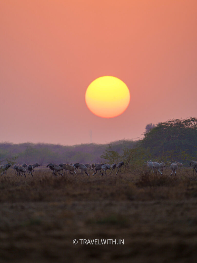 little-rann-of-kutch-demoiselle-cranes-sunset-travelwith