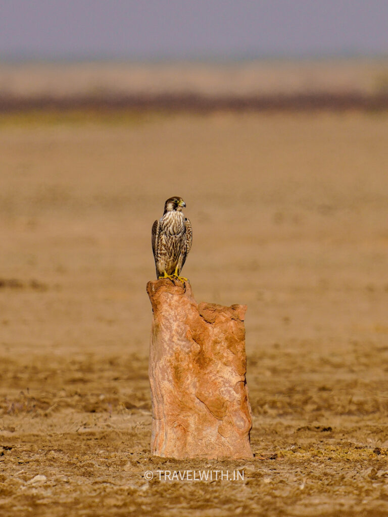 little-rann-of-kutch-peregrine-falcon-travelwith