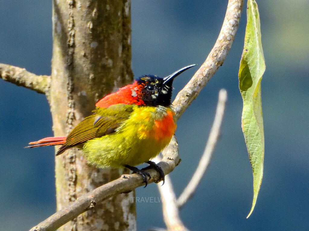 neora-valley-national-park-birdwatching-fire-tailed-sunbird-travelwith