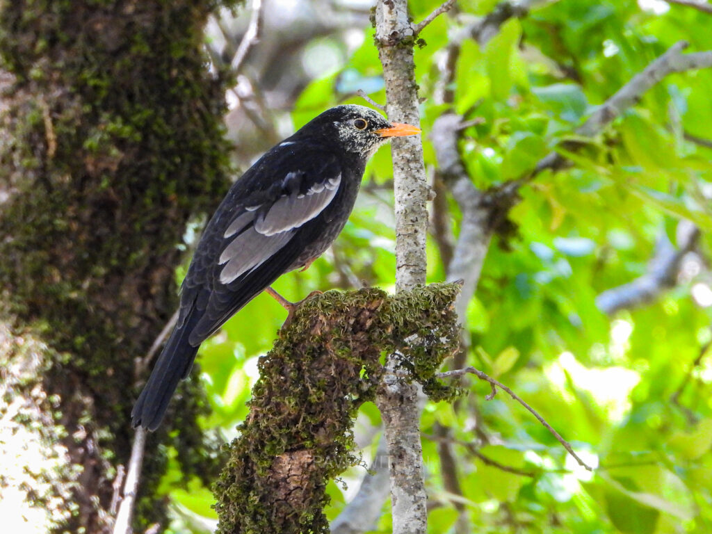 pangot-birdwatching-tour-grey-winged-blackbird-travelwith