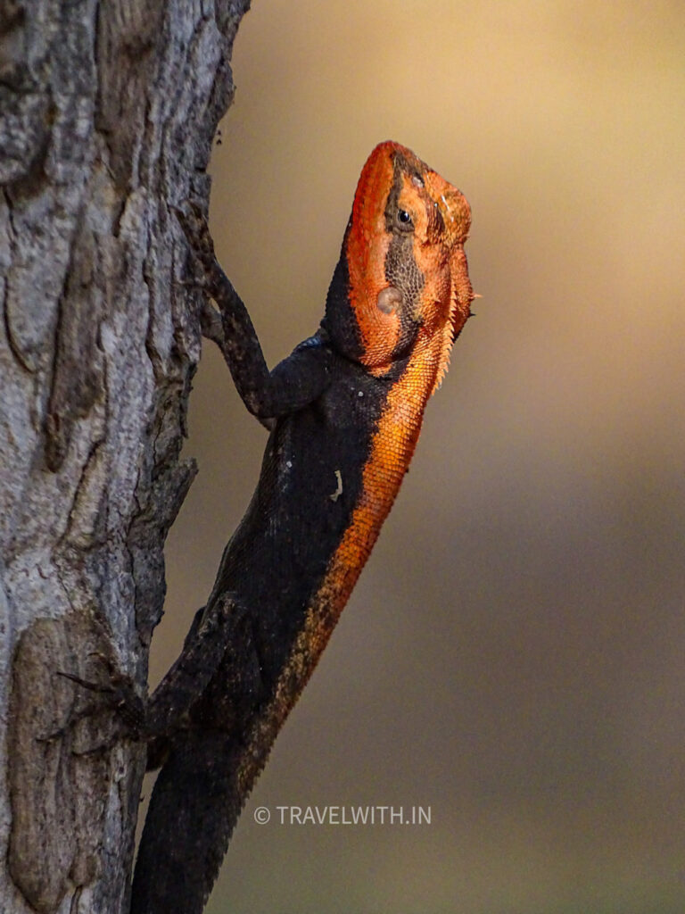 pench-black-rock-agama-herping-travelwith