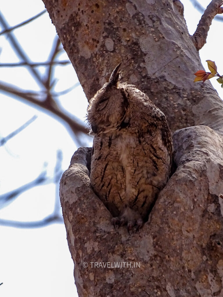 pench-indian-scops-owl-birding-travelwith