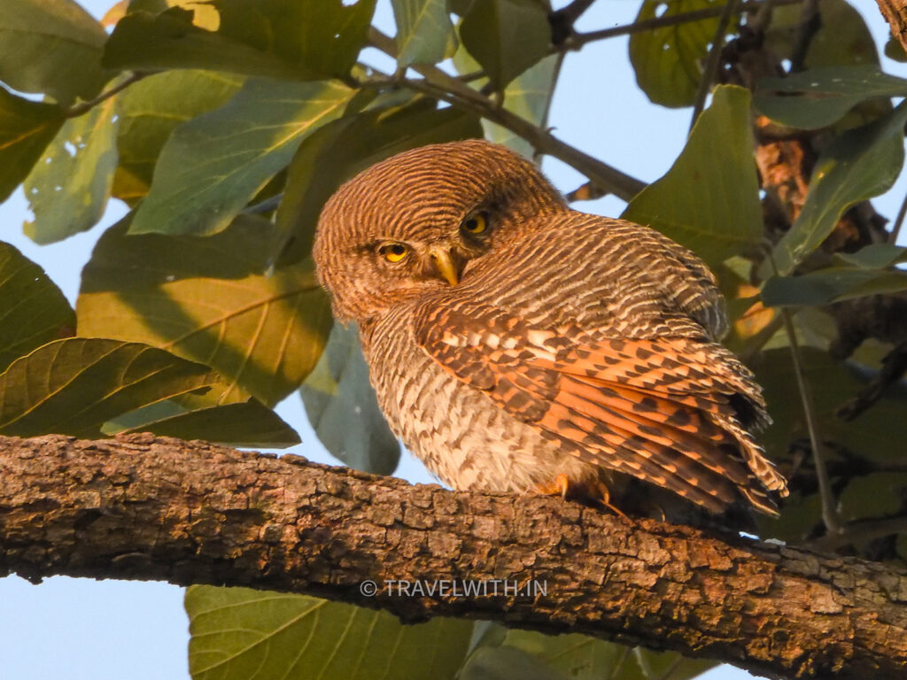 pench-jungle-owlet-birdwatching-travelwith